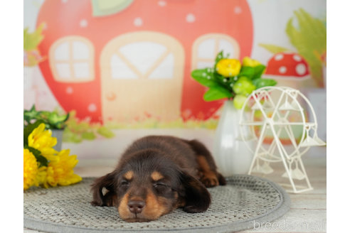 成約済の神奈川県のミニチュアダックスフンド(ロングヘアード)-310345の5枚目